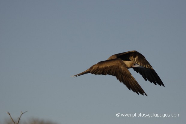 , Galapagos , Equateur , Parc National des Galapagos , Oiseau , En vol  , Parc National des Galapagos, Equateur  