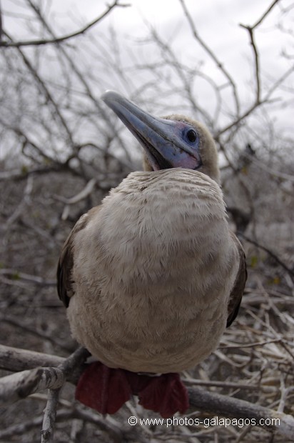 , Galapagos , Equateur , Parc National des Galapagos  , Parc National des Galapagos, Equateur  