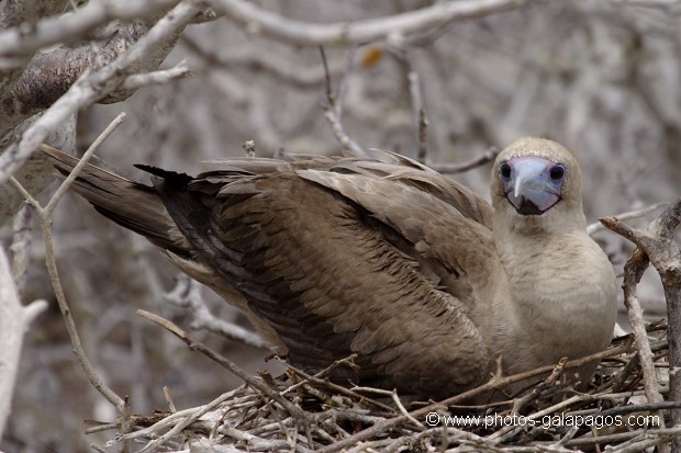 , Galapagos , Equateur , Parc National des Galapagos , Oiseau , Nid  , Parc National des Galapagos, Equateur  