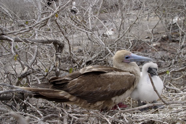 , Galapagos , Equateur , Parc National des Galapagos , Oiseau , jeune , Nid  , Parc National des Galapagos, Equateur  