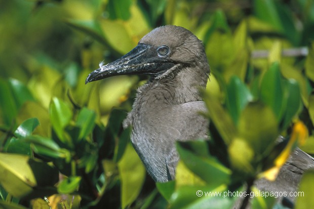  , Parc National des Galapagos, Equateur  