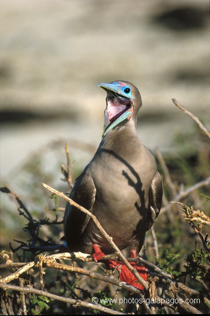  , Parc National des Galapagos, Equateur  