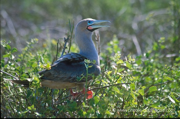  , Parc National des Galapagos, Equateur  