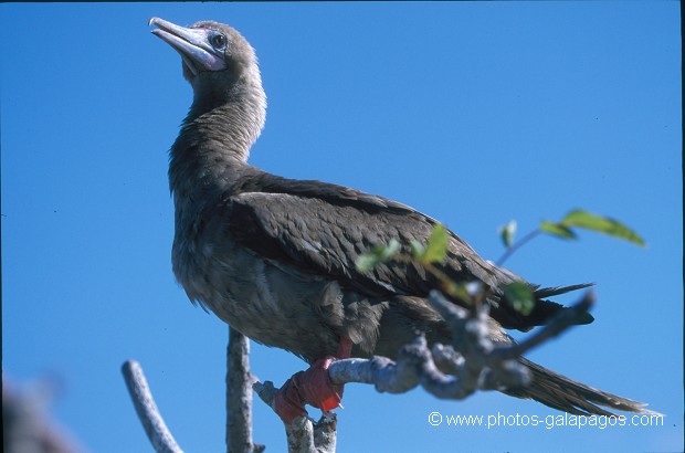  , Parc National des Galapagos, Equateur  