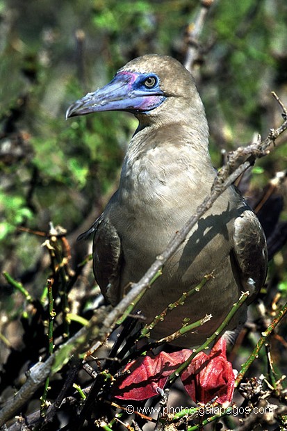  , Parc National des Galapagos, Equateur  