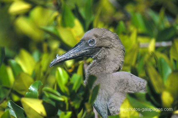  , Parc National des Galapagos, Equateur  