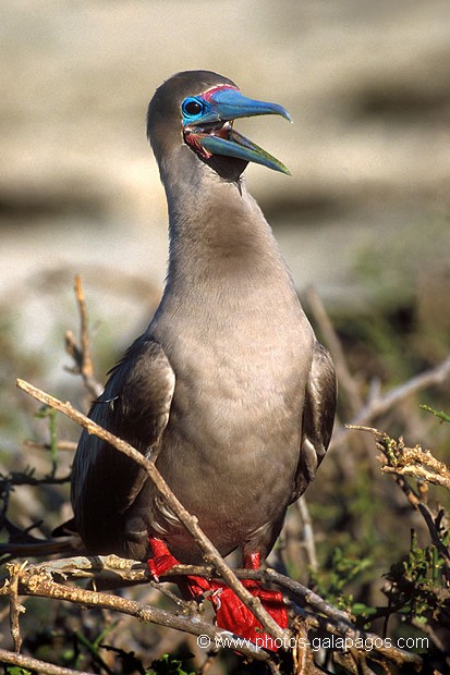  , Parc National des Galapagos, Equateur  