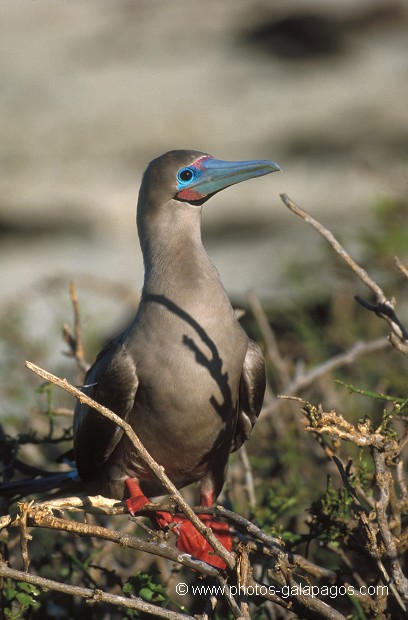  , Parc National des Galapagos, Equateur  