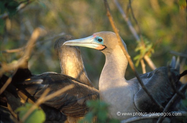  , Parc National des Galapagos, Equateur  