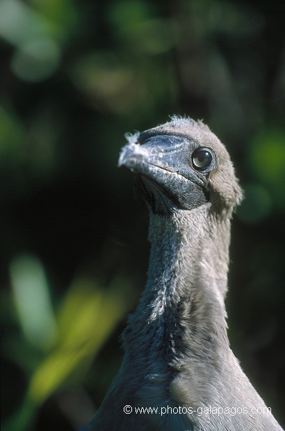  , Parc National des Galapagos, Equateur  