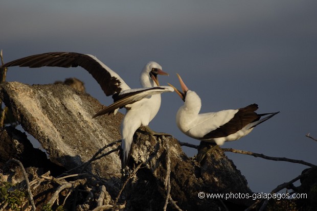 , Galapagos , Equateur , Parc National des Galapagos , Oiseau  , Parc National des Galapagos, Equateur  