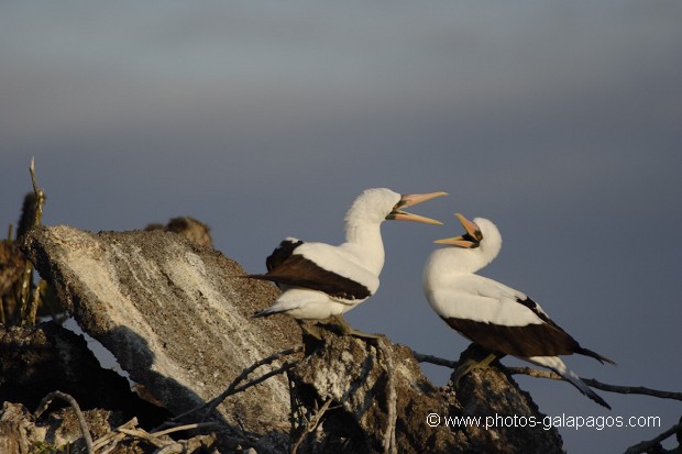 , Galapagos , Equateur , Parc National des Galapagos , Oiseau  , Parc National des Galapagos, Equateur  