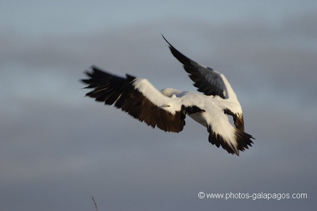 , Galapagos , Equateur , Parc National des Galapagos  , Parc National des Galapagos, Equateur  