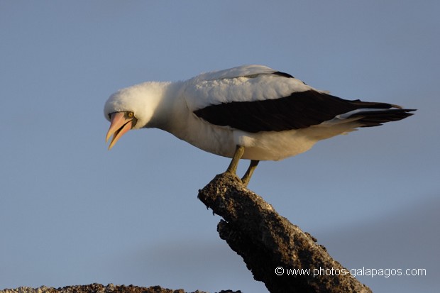 , Galapagos , Equateur , Parc National des Galapagos , Oiseau  , Parc National des Galapagos, Equateur  