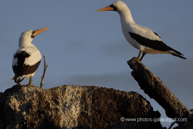 , Galapagos , Equateur , Parc National des Galapagos , Oiseau  , Parc National des Galapagos, Equateur  