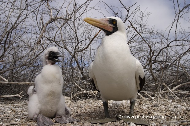 Fou masqué (Sula dactylatra) - île de Genovesa - Galapagos