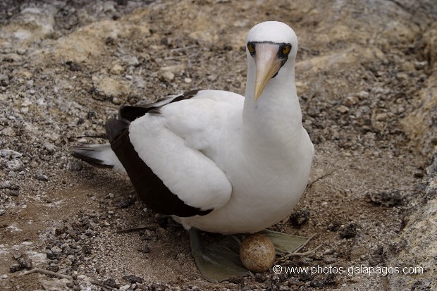 , Galapagos , Equateur , Parc National des Galapagos , Oiseau  , Parc National des Galapagos, Equateur  