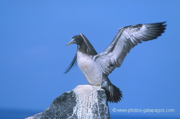  , Parc National des Galapagos, Equateur  