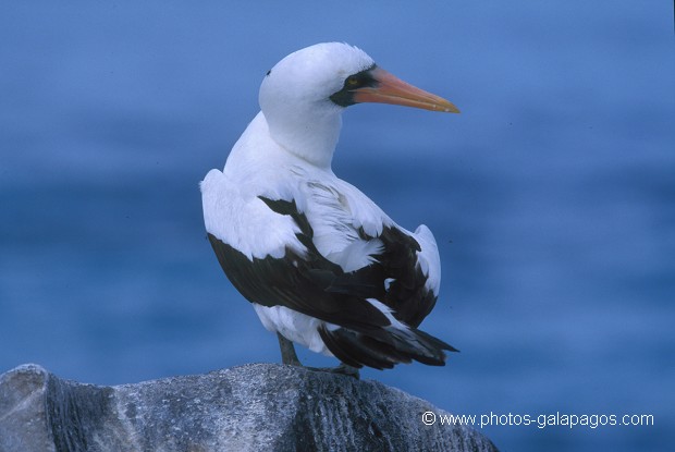  , Parc National des Galapagos, Equateur  