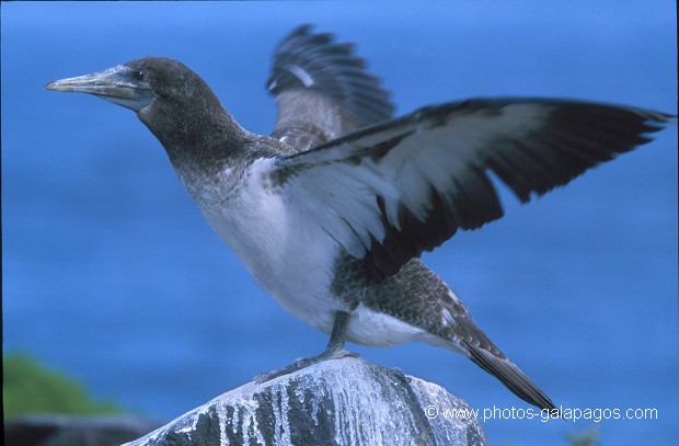  , Parc National des Galapagos, Equateur  