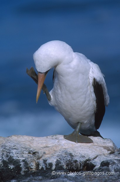  , Parc National des Galapagos, Equateur  