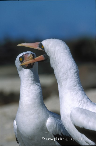  , Parc National des Galapagos, Equateur  