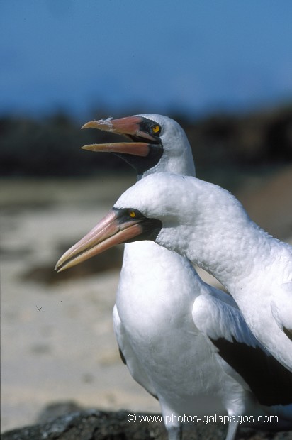  , Parc National des Galapagos, Equateur  