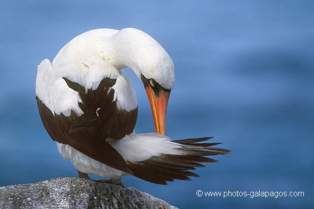  , Parc National des Galapagos, Equateur  