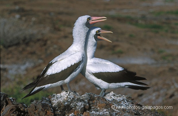  , Parc National des Galapagos, Equateur  