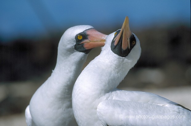  , Parc National des Galapagos, Equateur  