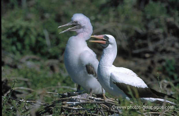  , Parc National des Galapagos, Equateur  