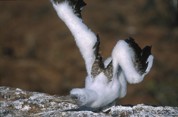  , Parc National des Galapagos, Equateur  