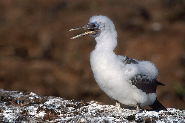  , Parc National des Galapagos, Equateur  