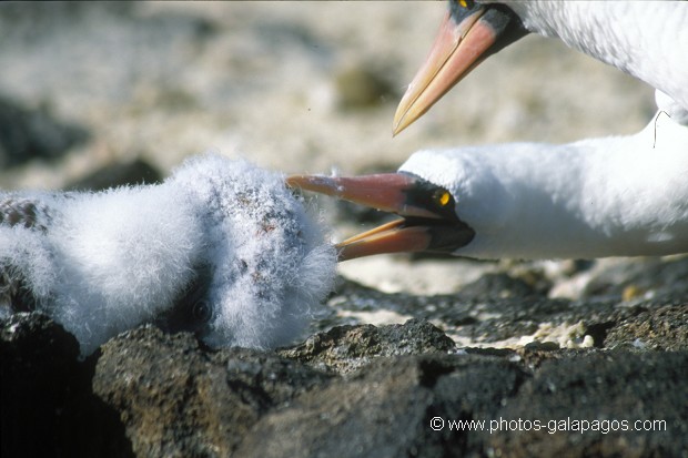  , Parc National des Galapagos, Equateur  