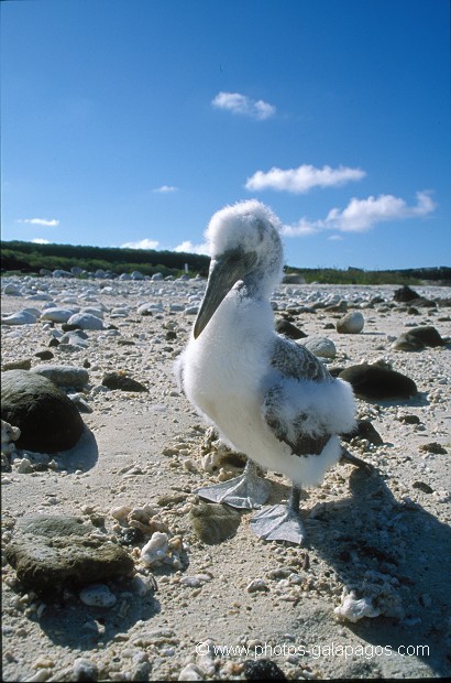  , Parc National des Galapagos, Equateur  