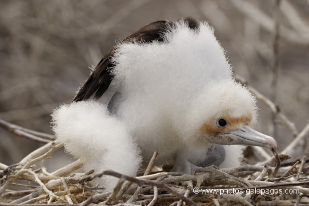 , Galapagos , Equateur , Parc National des Galapagos , Oiseau  , Parc National des Galapagos, Equateur  