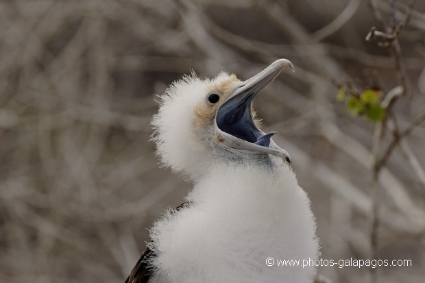 , Galapagos , Equateur , Parc National des Galapagos , Oiseau  , Parc National des Galapagos, Equateur  