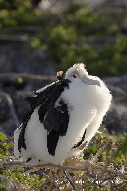 , Galapagos , Equateur , Parc National des Galapagos , Oiseau  , Parc National des Galapagos, Equateur  