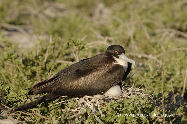 , Galapagos , Equateur , Parc National des Galapagos , Oiseau  , Parc National des Galapagos, Equateur  