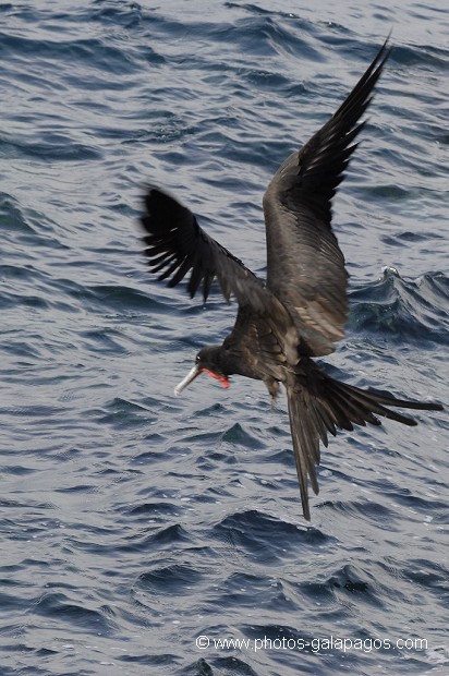 , Galapagos , Equateur , Parc National des Galapagos , Oiseau , En vol  , Parc National des Galapagos, Equateur  