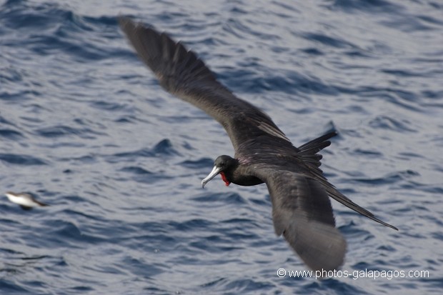 , Galapagos , Equateur , Parc National des Galapagos , Oiseau , En vol  , Parc National des Galapagos, Equateur  