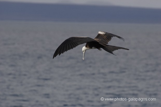 , Galapagos , Equateur , Parc National des Galapagos , Oiseau , En vol  , Parc National des Galapagos, Equateur  