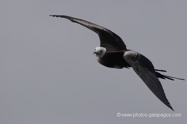 , Galapagos , Equateur , Parc National des Galapagos , Oiseau , En vol  , Parc National des Galapagos, Equateur  