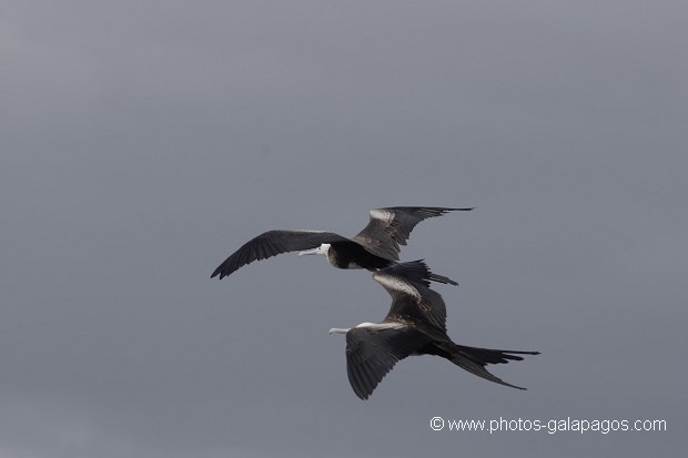 , Galapagos , Equateur , Parc National des Galapagos , Oiseau , En vol  , Parc National des Galapagos, Equateur  