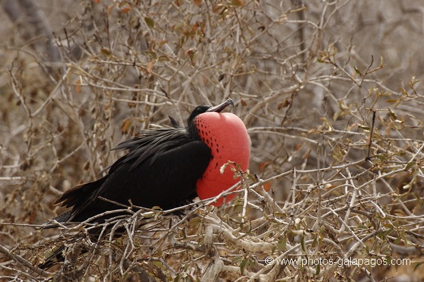 , Galapagos , Equateur , Parc National des Galapagos , Oiseau , Male , Scalesia  , Parc National des Galapagos, Equateur  