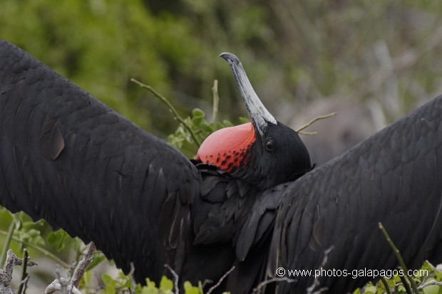 , Galapagos , Equateur , Parc National des Galapagos , Male  , Parc National des Galapagos, Equateur  