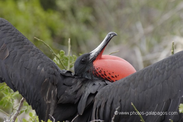 , Galapagos , Equateur , Parc National des Galapagos , Male  , Parc National des Galapagos, Equateur  