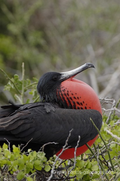 , Galapagos , Equateur , Parc National des Galapagos , Male  , Parc National des Galapagos, Equateur  