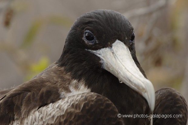 , Galapagos , Equateur , Parc National des Galapagos  , Parc National des Galapagos, Equateur  