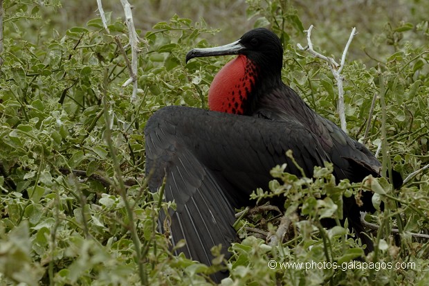 , Galapagos , Equateur , Parc National des Galapagos , Male  , Parc National des Galapagos, Equateur  